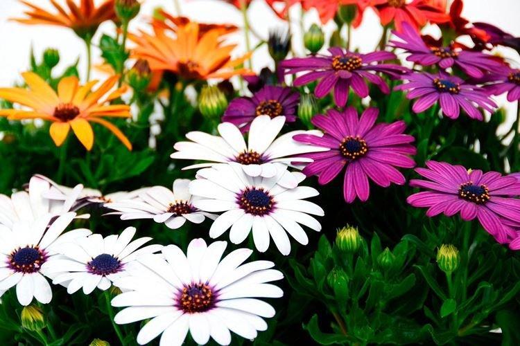 Osteospermum - Fleurs ressemblant à de la camomille