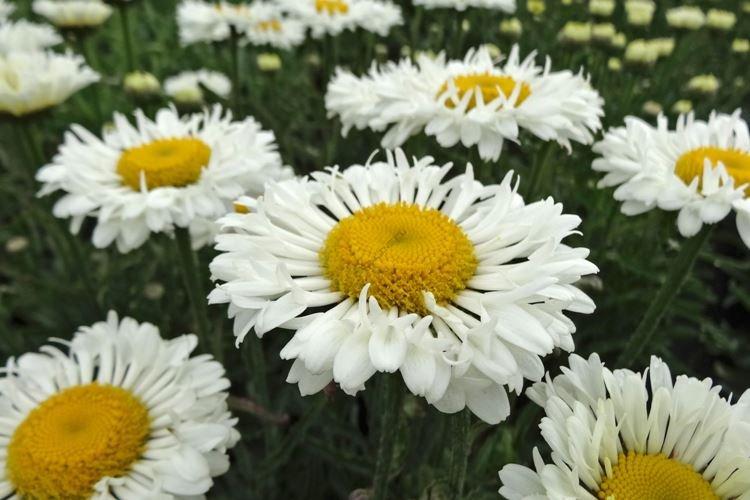 Nivyanik - Fleurs semblables à la camomille