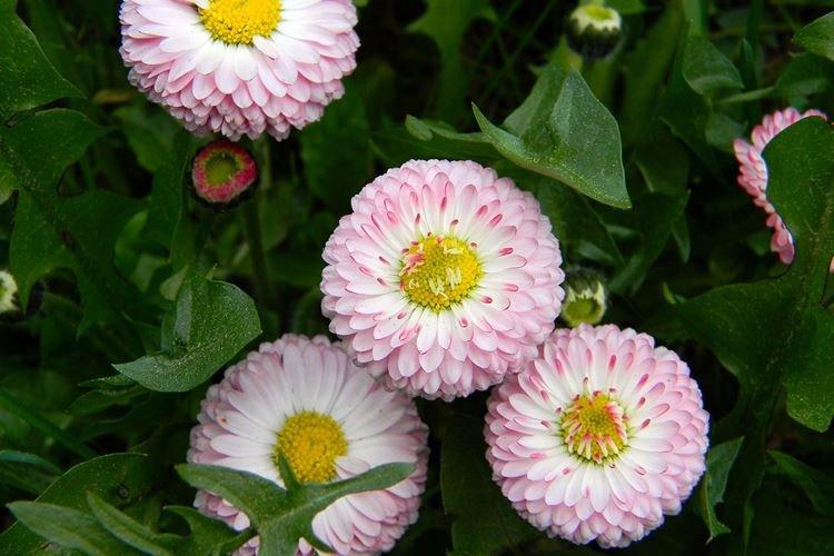 Daisy - Fleurs ressemblant à des marguerites