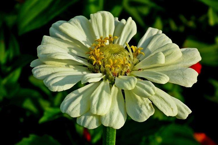 Zinnia - Fleurs ressemblant à de la camomille