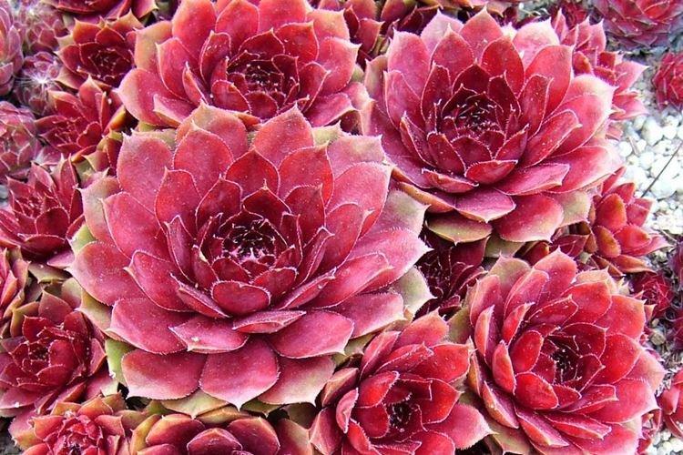 Rajeunir - Des fleurs comme des roses