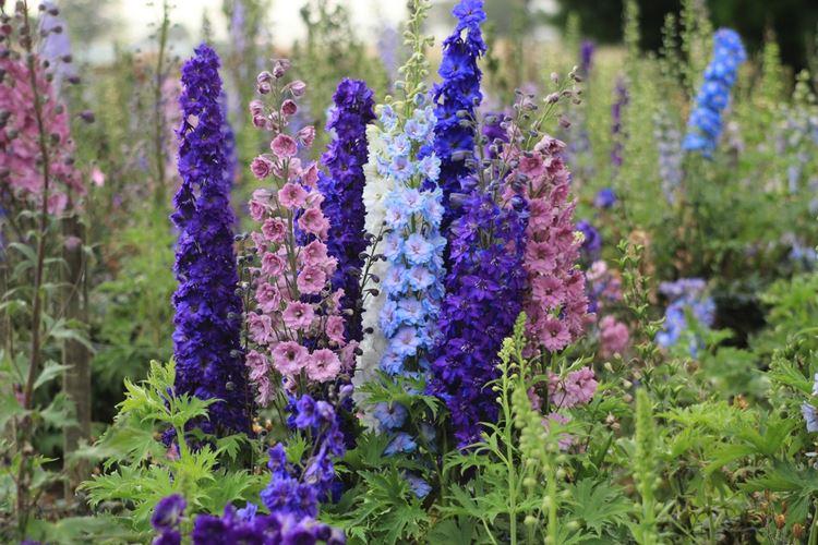 Delphinium (70 photos): variétés et soins appropriés