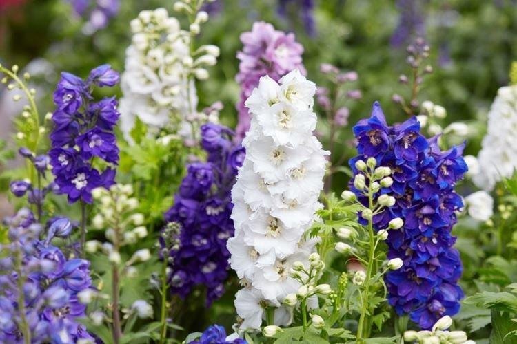 Informations générales - Delphinium