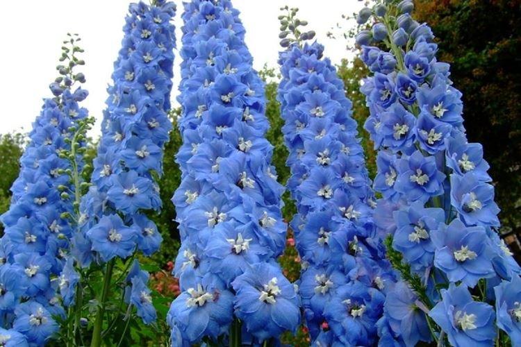 Delphinium Ajax - Types et variétés
