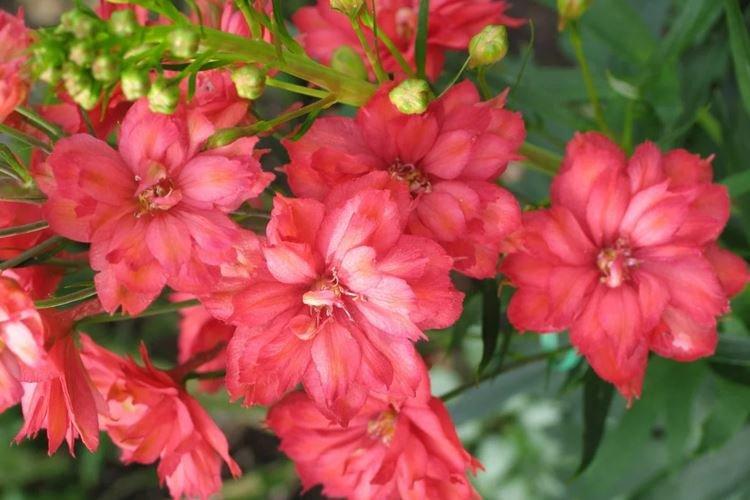 Delphinium rouge - Espèces et variétés
