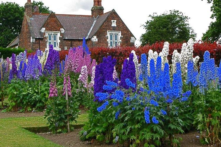 Transplantation et Reproduction - Delphinium Care