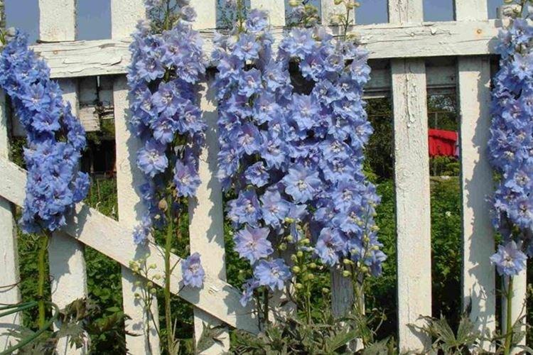 Taille - Delphinium Care