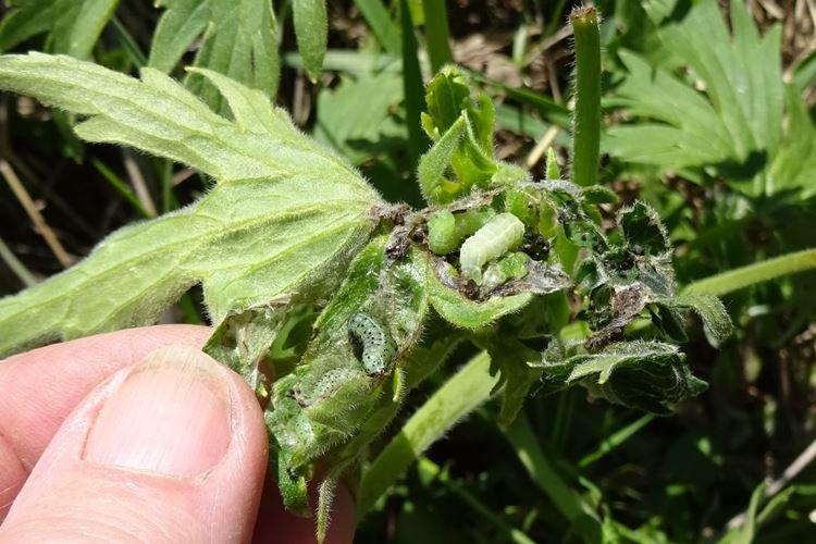 Lutte contre les parasites et les maladies - Delphinium