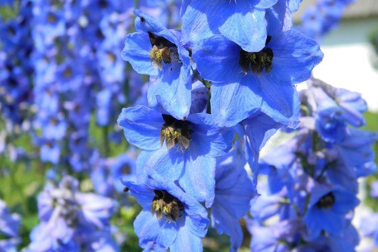 Delphinium - photo