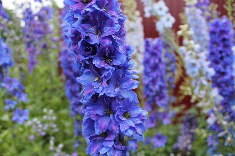Delphinium - photo
