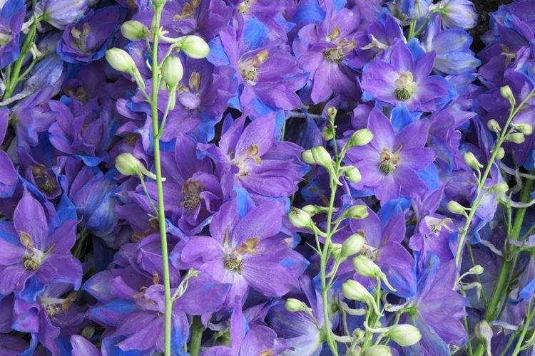 Delphinium - photo