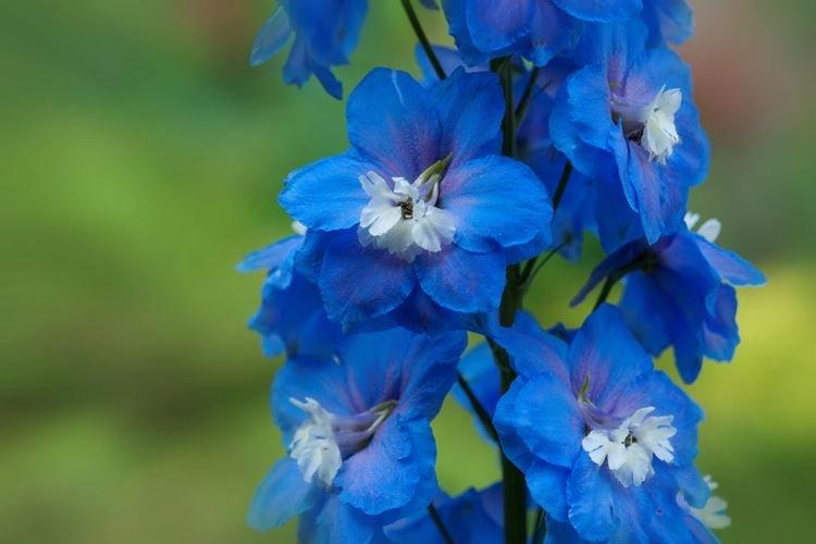 Delphinium - photo