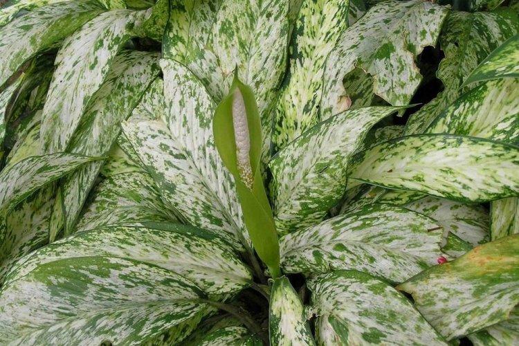 Informations générales - Dieffenbachia