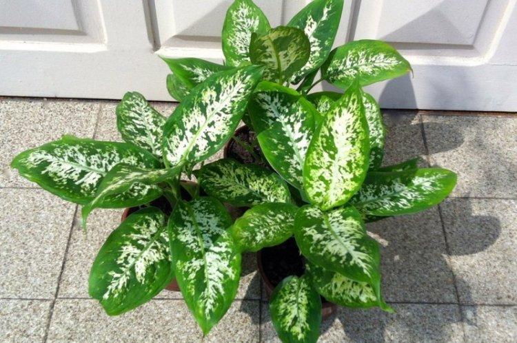 Dieffenbachia panaché - Types de Dieffenbachia