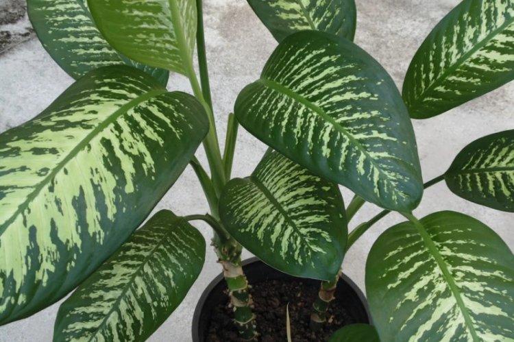 Adorable Dieffenbachia - Types de Dieffenbachia