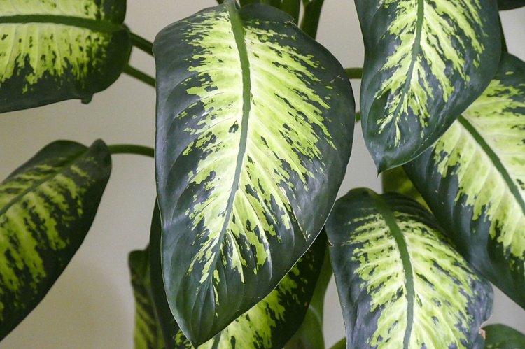 Magnifique Dieffenbachia - Types de Dieffenbachia