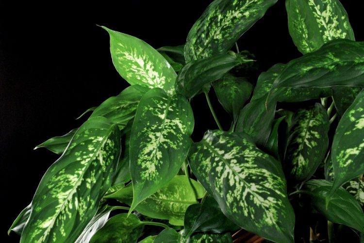 Température - Dieffenbachia Care