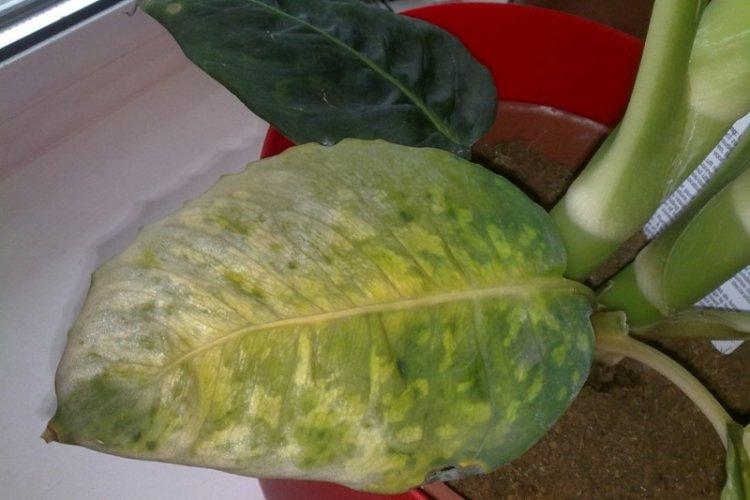 Lutte contre les parasites et les maladies - Dieffenbachia