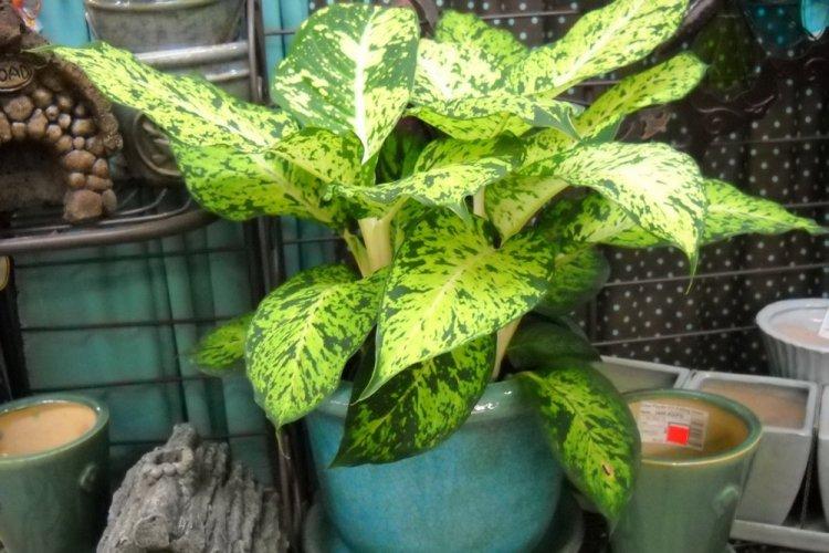 Dieffenbachia - photo
