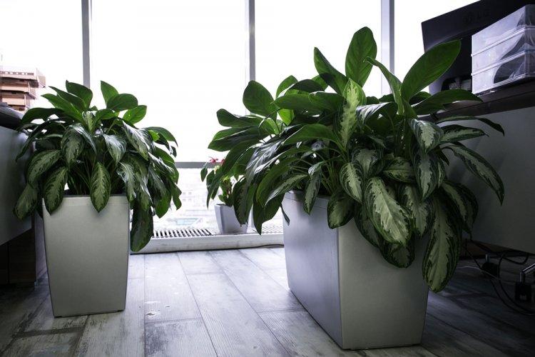 Dieffenbachia - photo