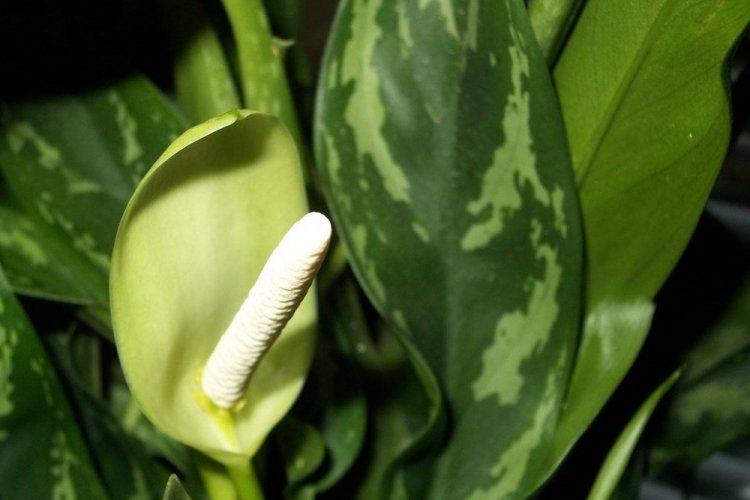 Dieffenbachia - photo