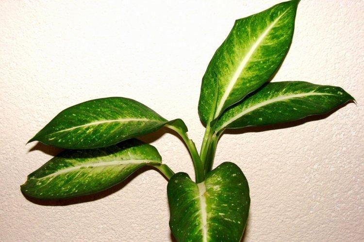 Dieffenbachia - photo