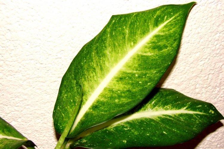 Dieffenbachia - photo