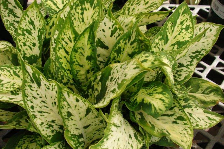 Dieffenbachia - photo
