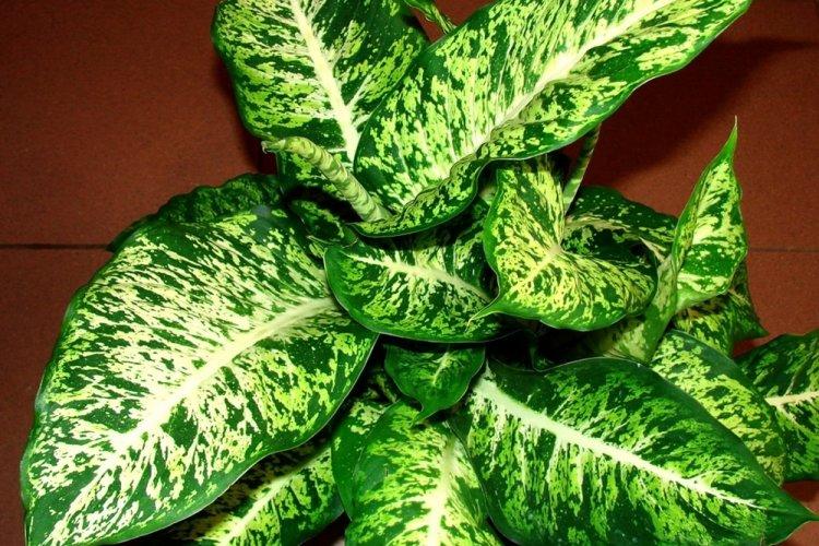 Dieffenbachia - photo
