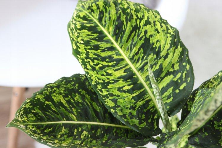 Dieffenbachia - photo