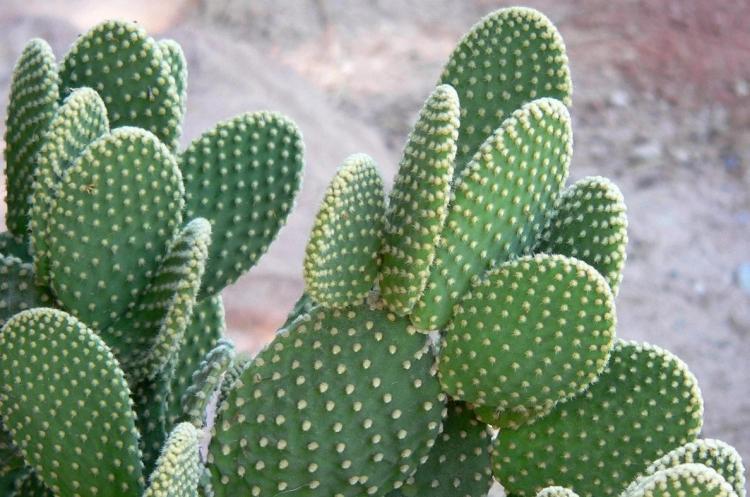 Opuntia - Types de cactus domestiques