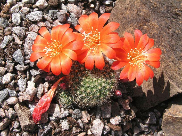 Rebucia - Types de cactus domestiques