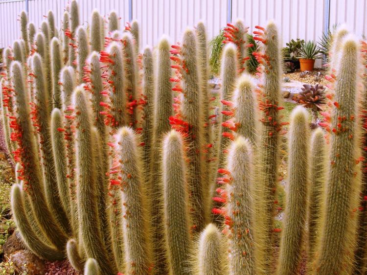 Cleistocactus de Strauss - Types de cactus domestiques