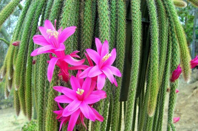 Aporocactus - Types de cactus domestiques