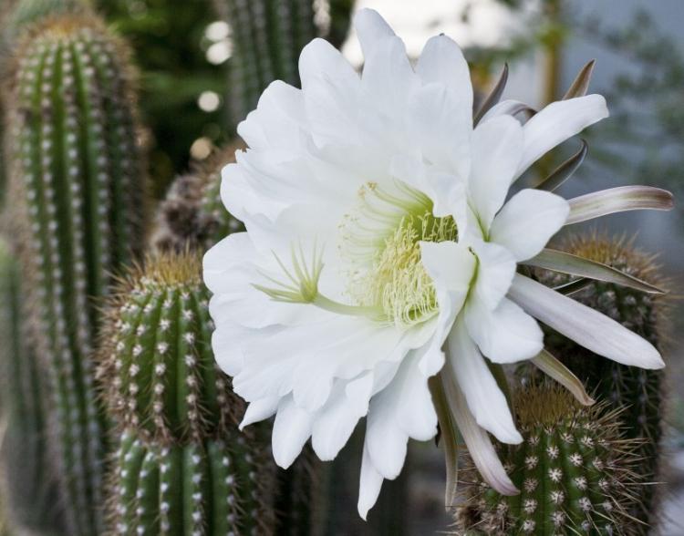 Trichocereus - Types de cactus domestiques
