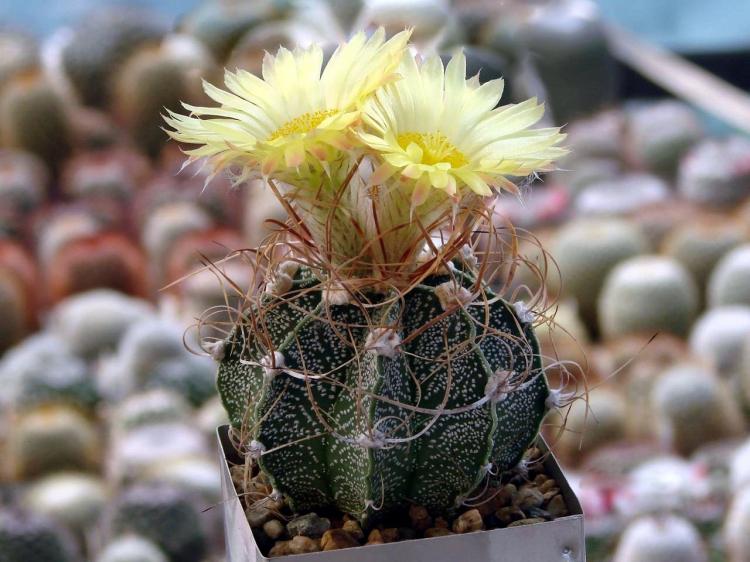 Astrophytum - Types de cactus domestiques