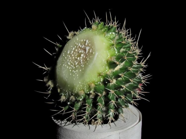 Élagage - Soins des cactus à domicile