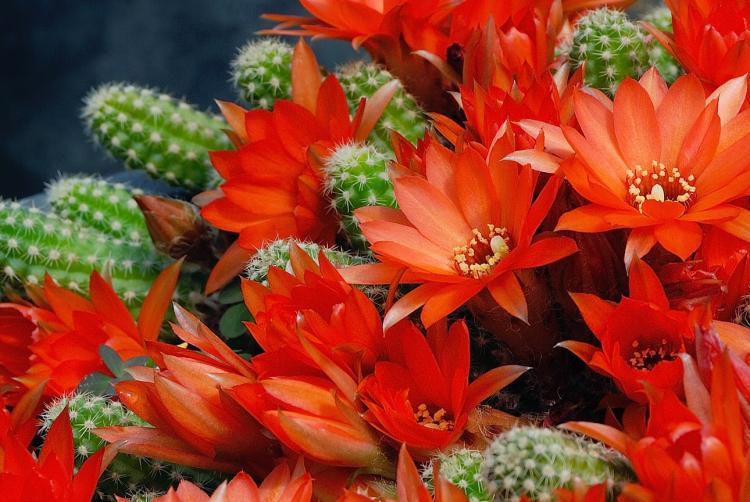 Accueil cactus - photo