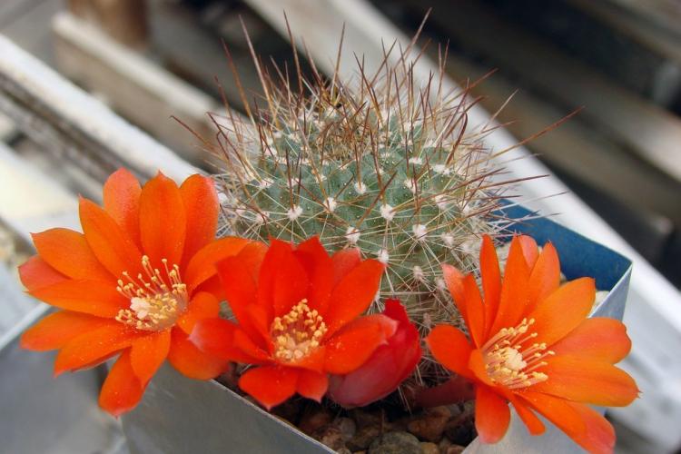 Accueil cactus - photo