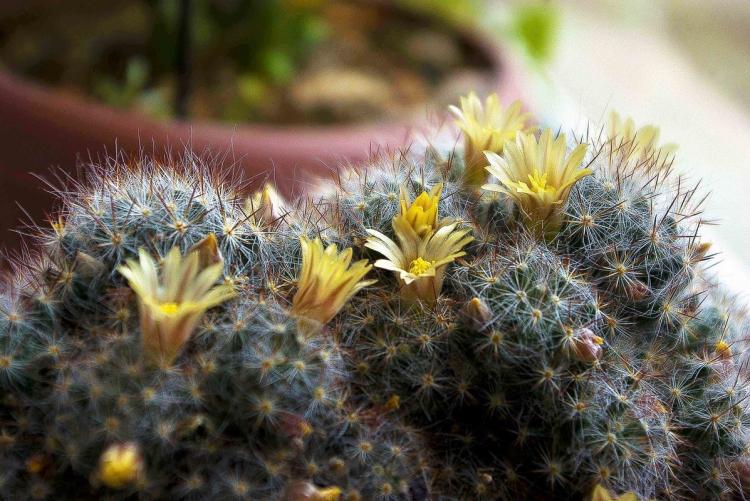 Accueil cactus - photo