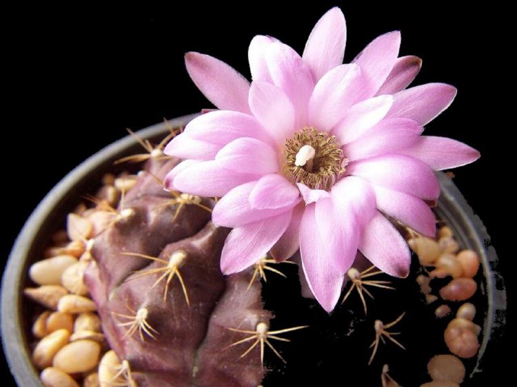 Accueil cactus - photo