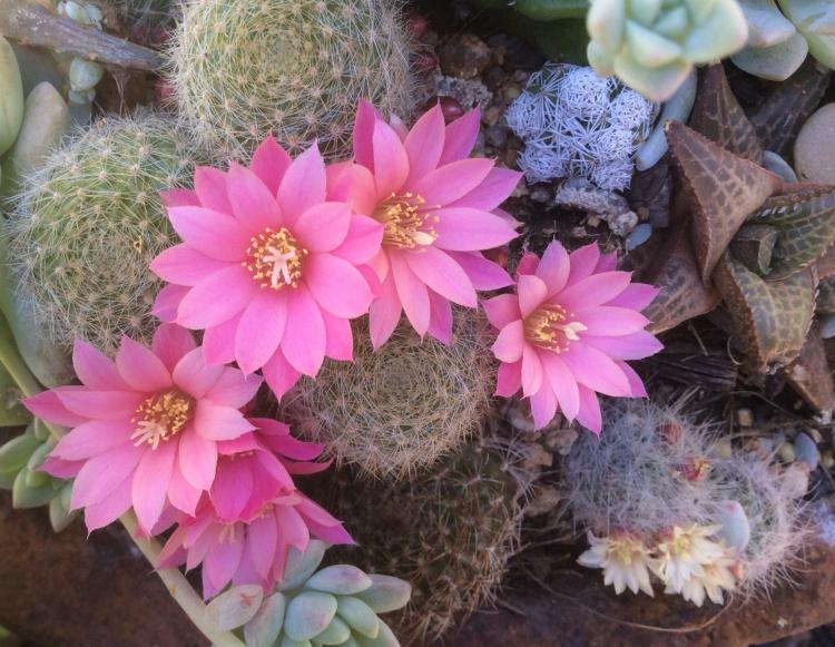 Accueil cactus - photo