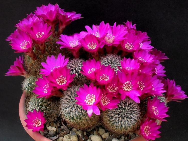 Accueil cactus - photo