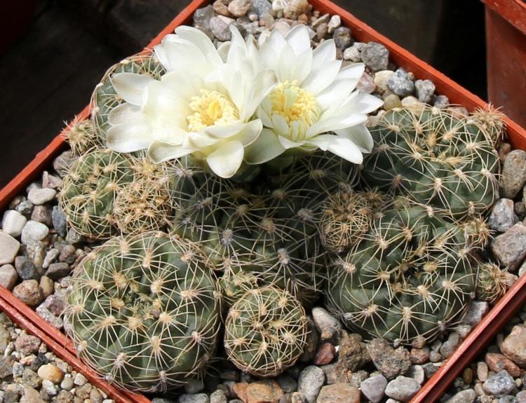 Accueil cactus - photo