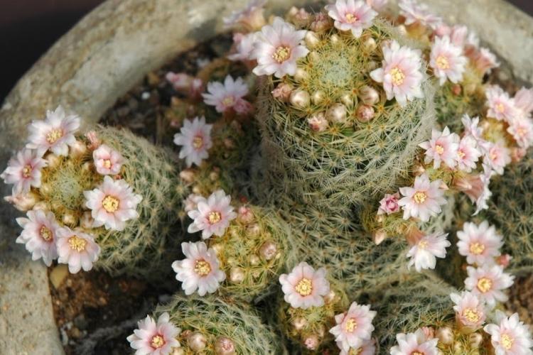 Accueil cactus - photo