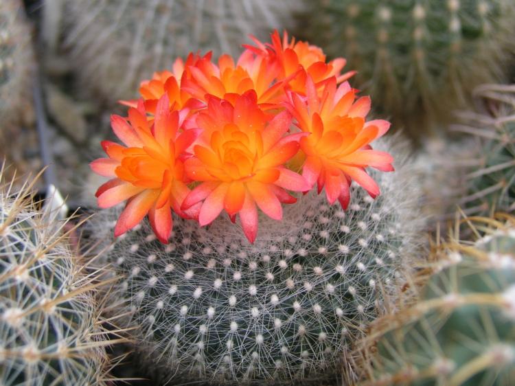 Accueil cactus - photo