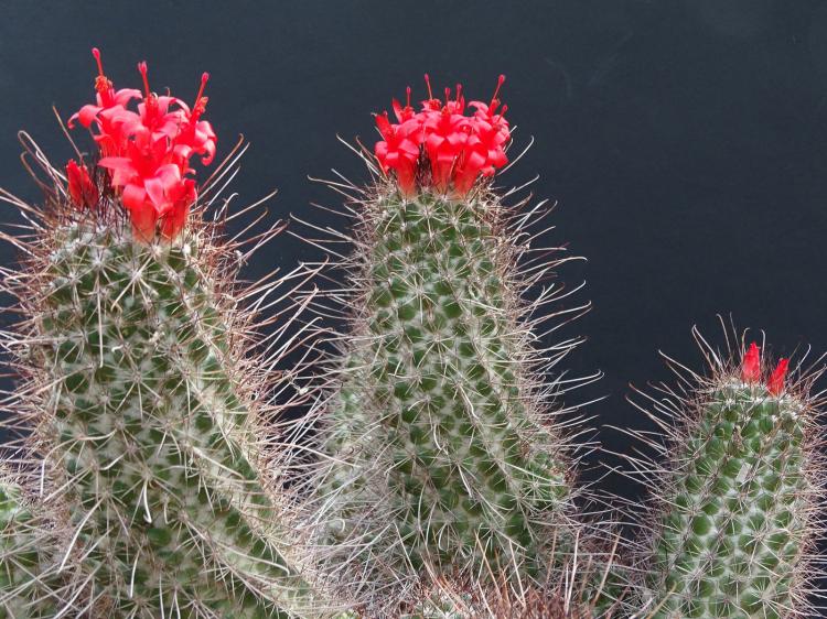 Accueil cactus - photo