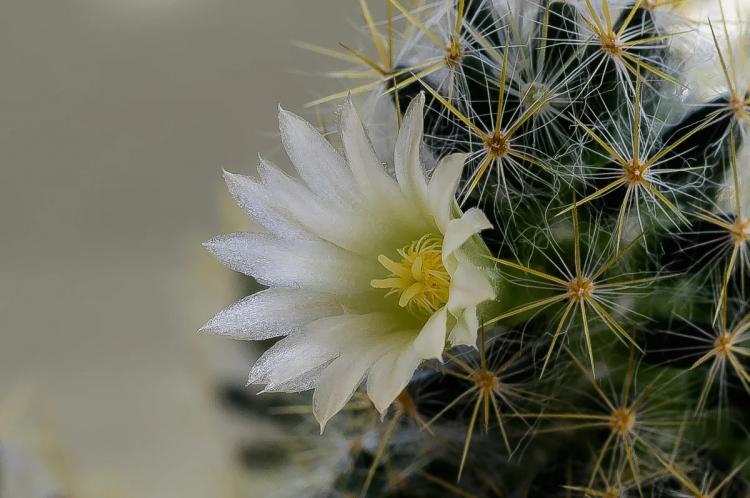 Accueil cactus - photo