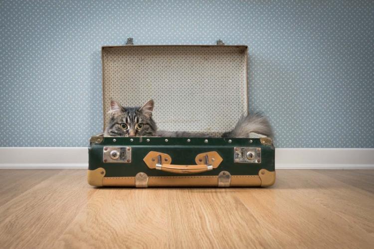 Nous vivons sur des valises - Maison de chat bricolage