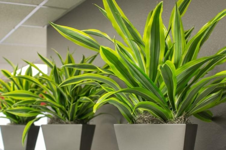 Apparence - Dracaena